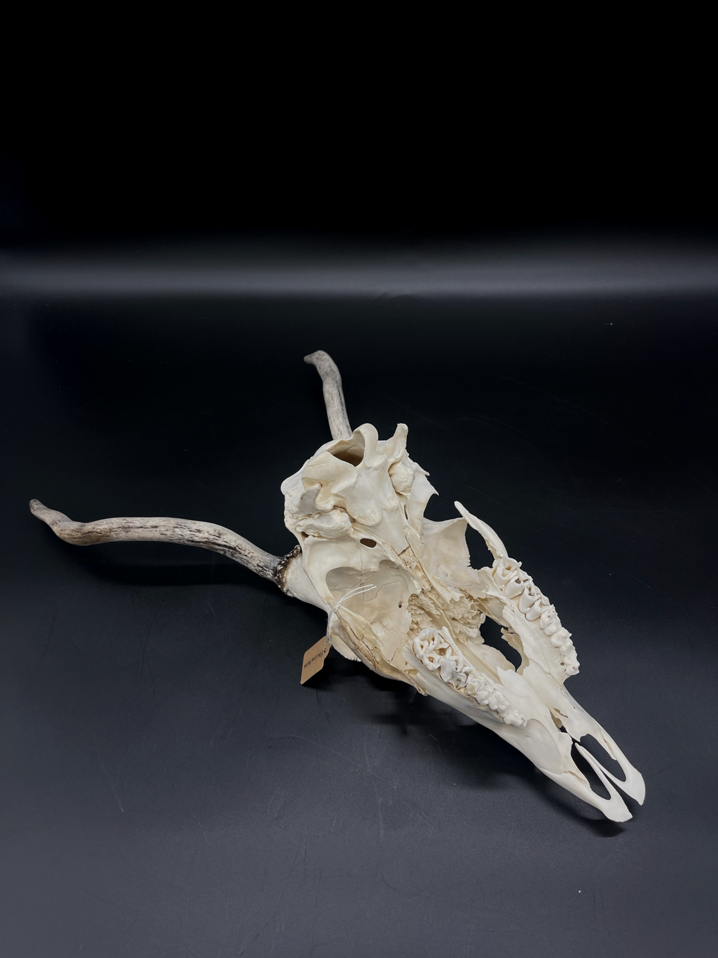 Craft Grade Fallow Buck Spiker Skull
