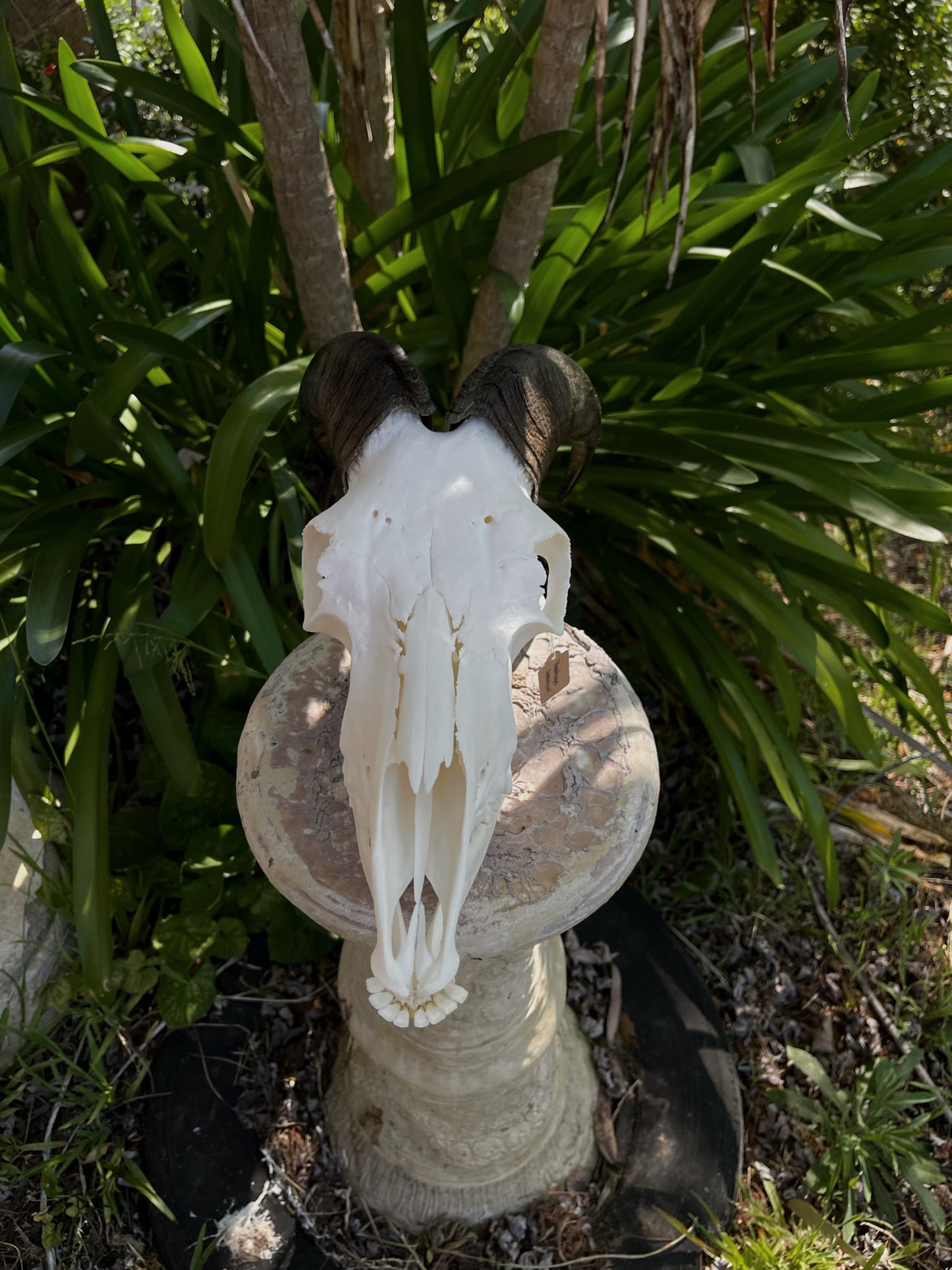 Himalayan Tahr Bull Skull (NZ)