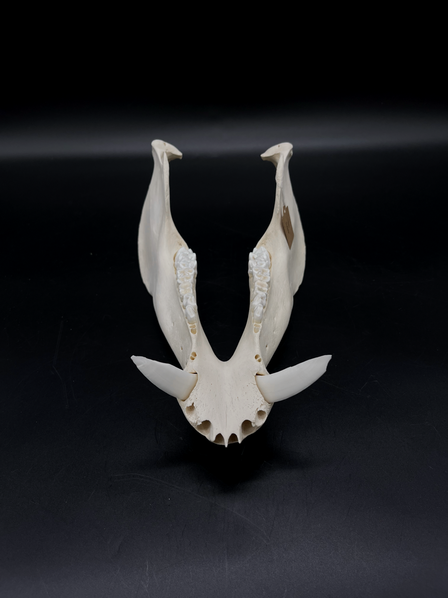 B Grade Wild Boar Tusks/Mandibles