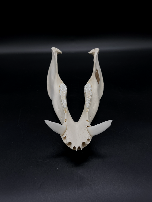 B Grade Wild Boar Tusks/Mandibles
