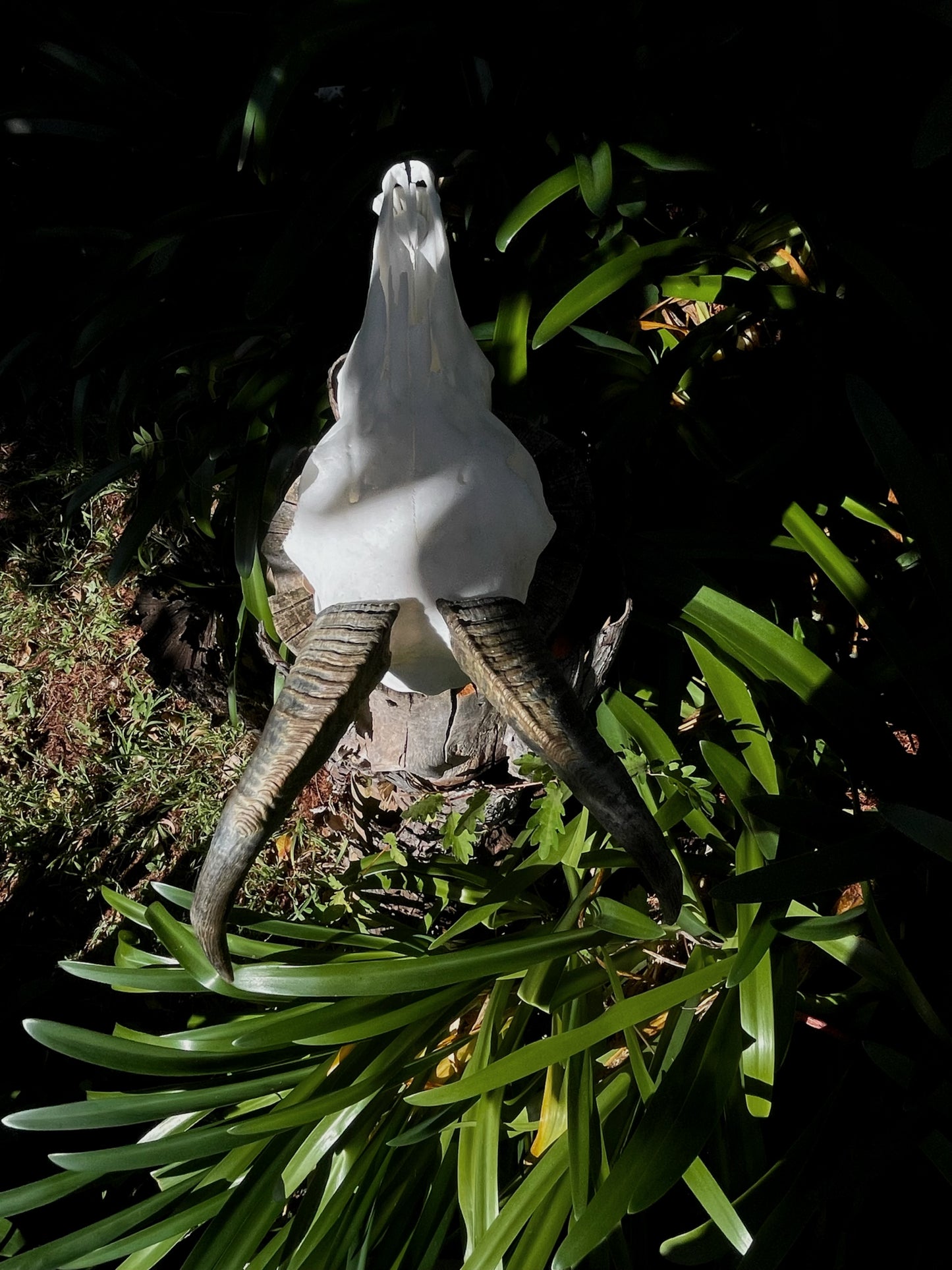 Pathological Himalayan Tahr Nanny (NZ)