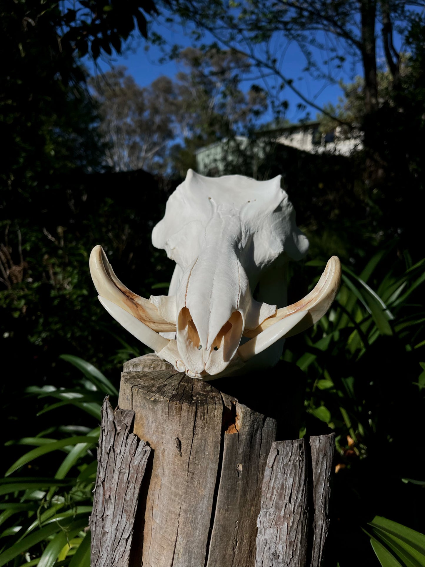 Warthog Skull (AFRICA)