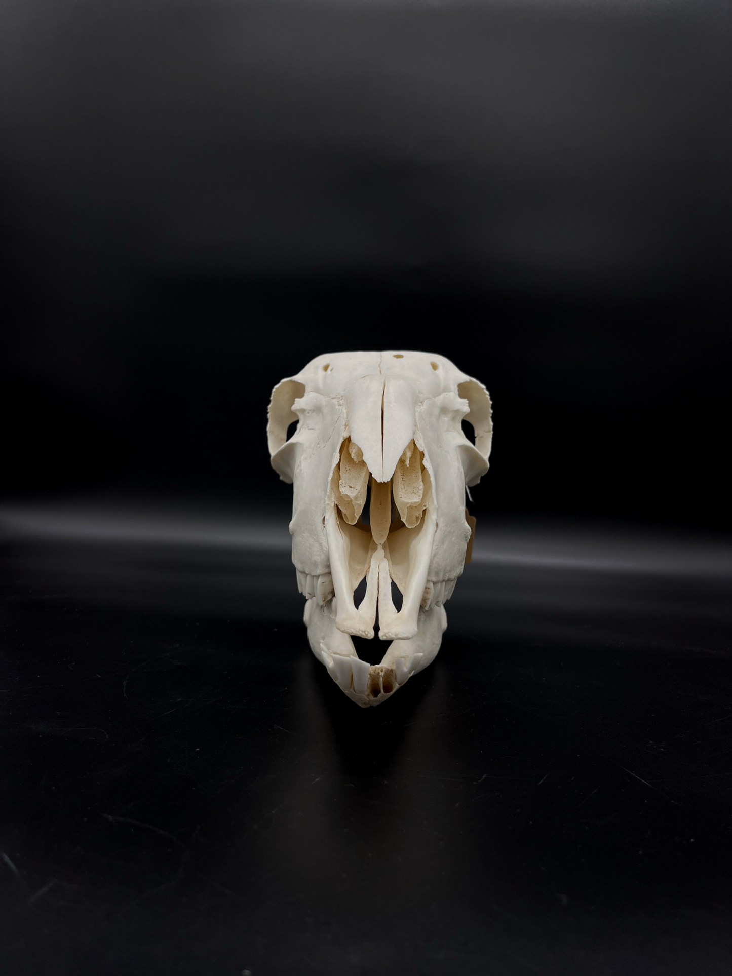 Craft Grade Merino X Border Ewe Skull