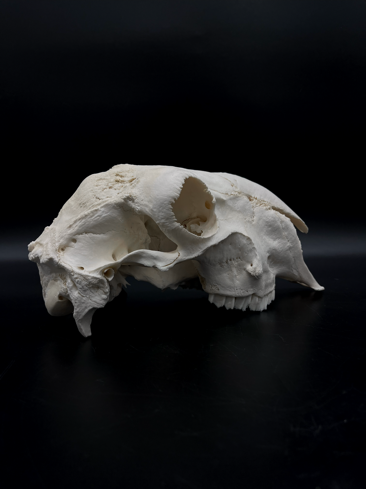 A- Grade Pathological Border Leicester Stud Ram Skull with Cranium blunt force trauma + a slight Wry Nose