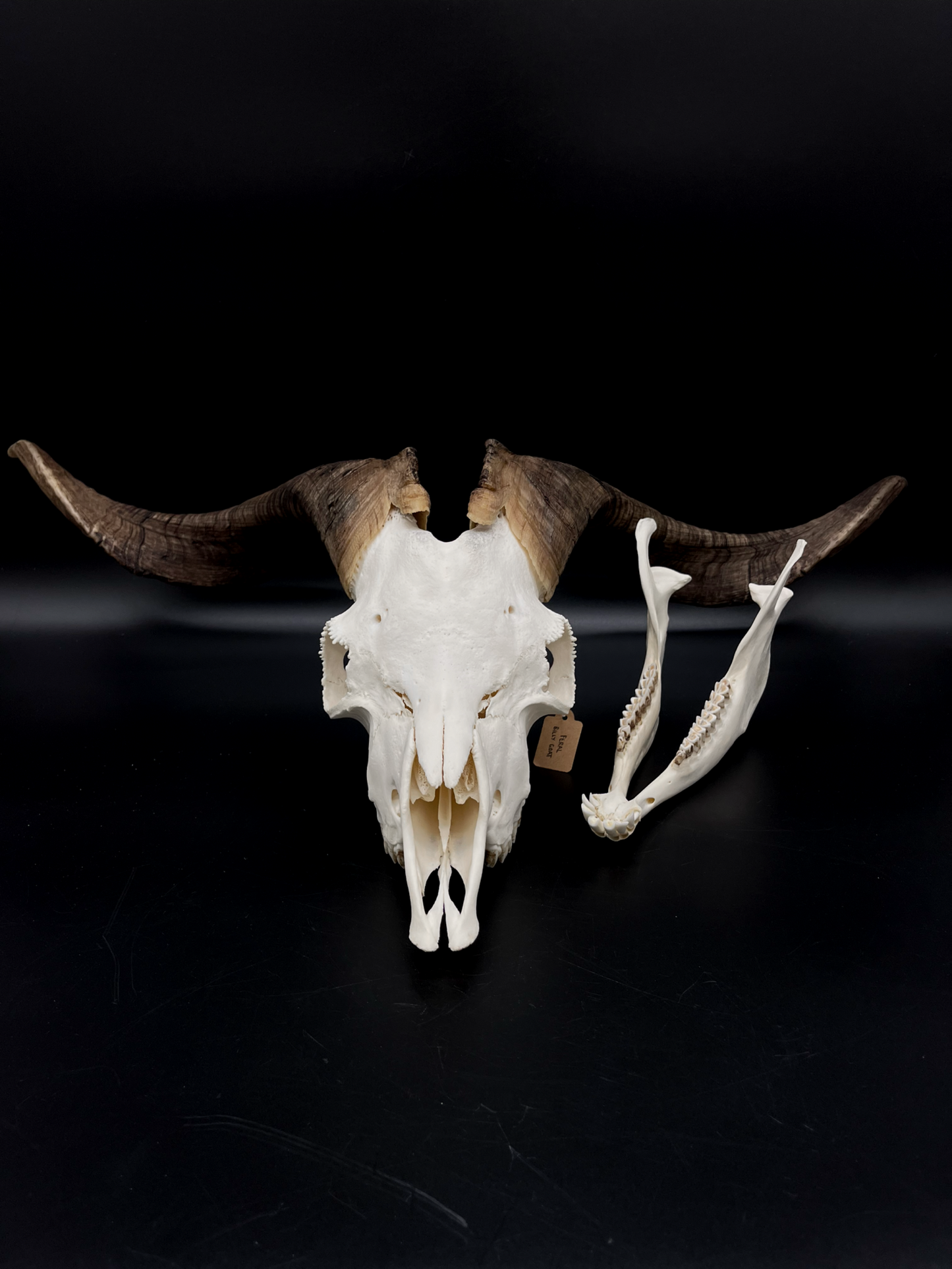 A+ Grade Rangeland Billy Skull with Mandibles