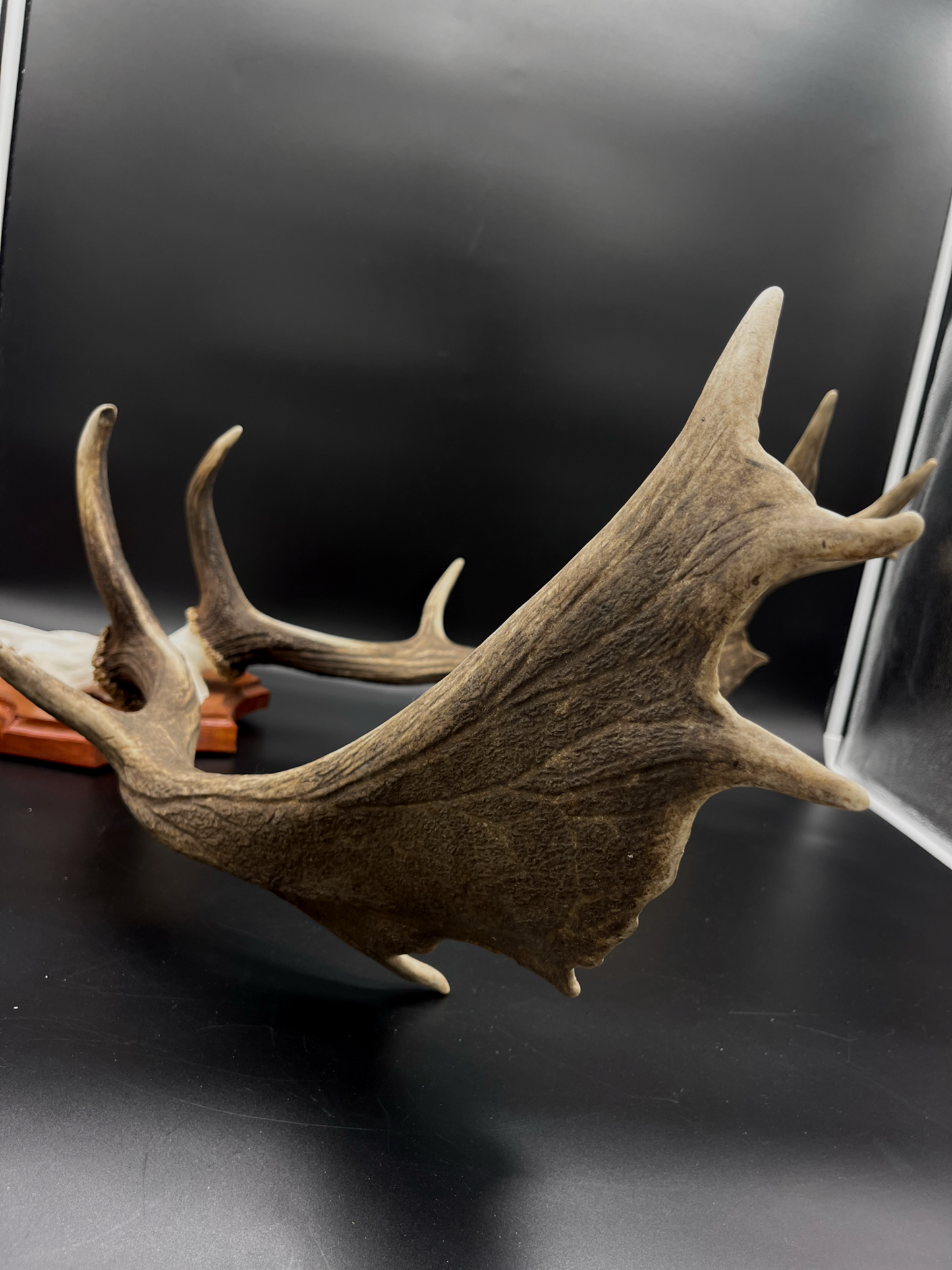 Fallow Buck half-skull cut European Mount