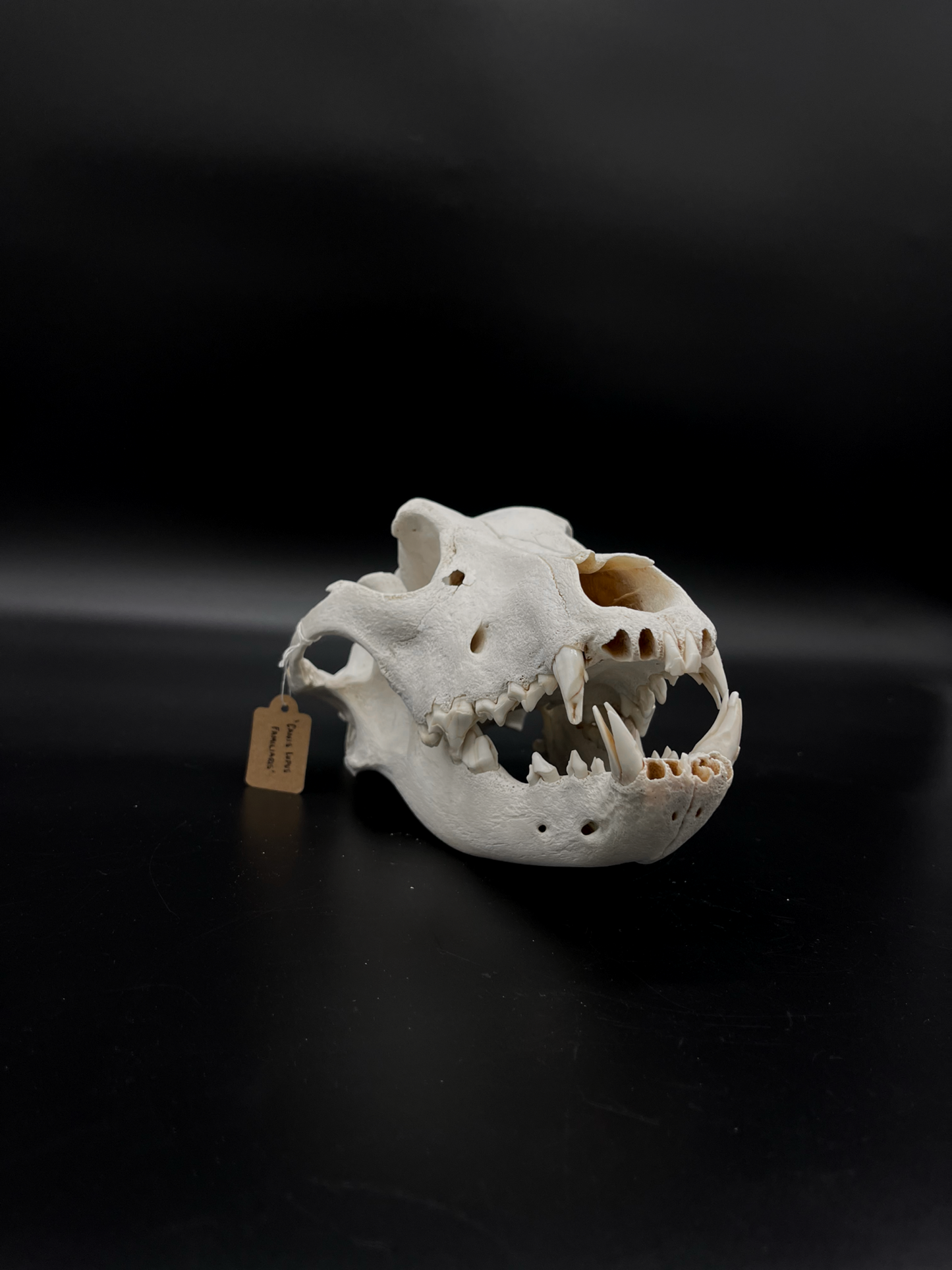 Craft Grade Irish Wolfhound Skull