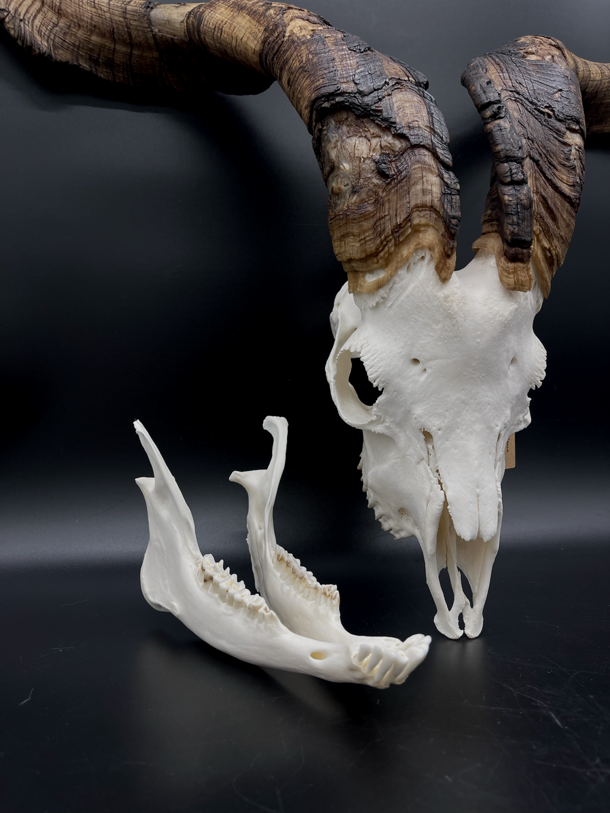 A- Rangeland Billy Goat Skull + Mandibles + VERY IMPRESSIVE HORNS