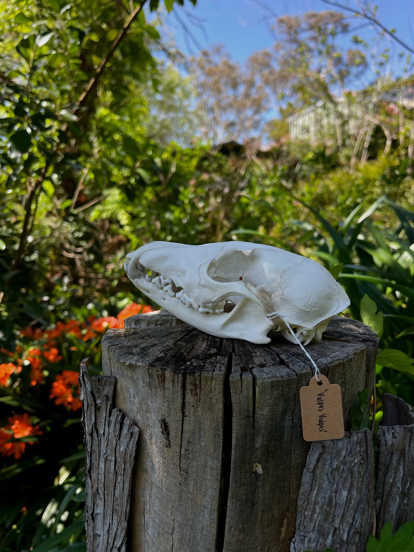 Red Fox Skull (CRAFT GRADE)