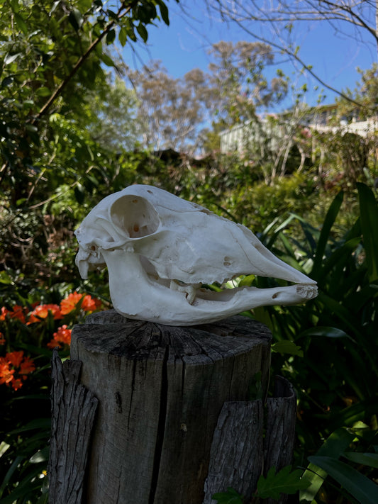 Pathological Geriatric Ewe Skull