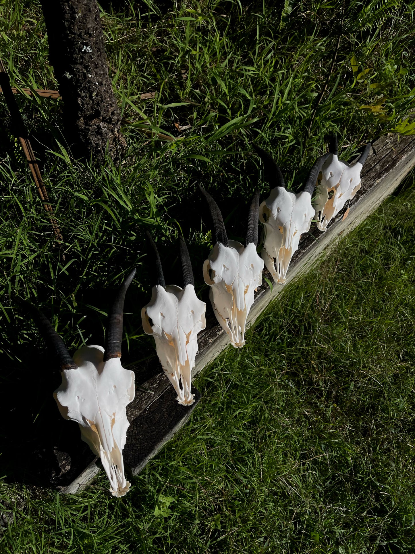Goat Skull (B Grade)