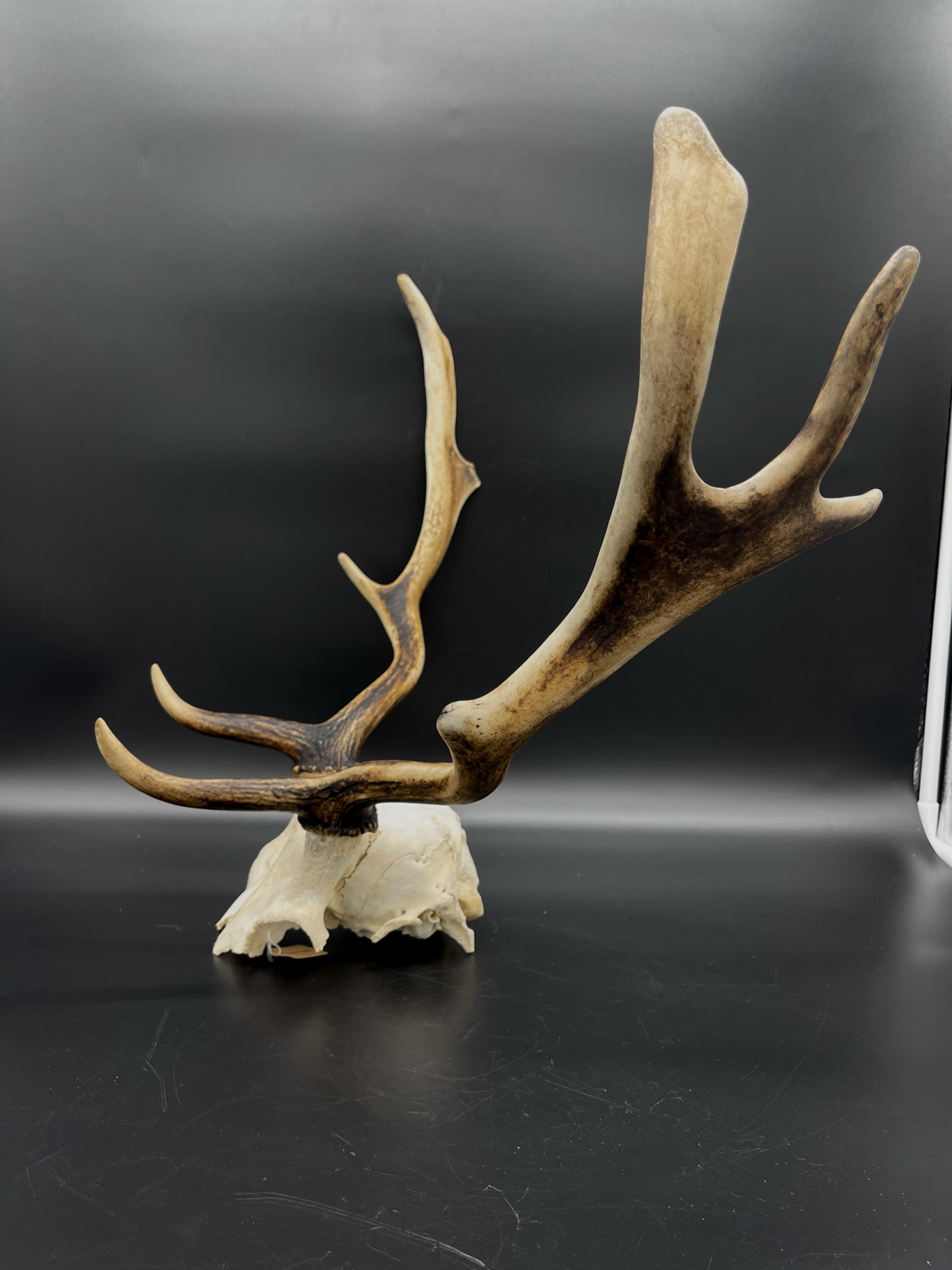 B Grade Fallow Buck Skull Cap