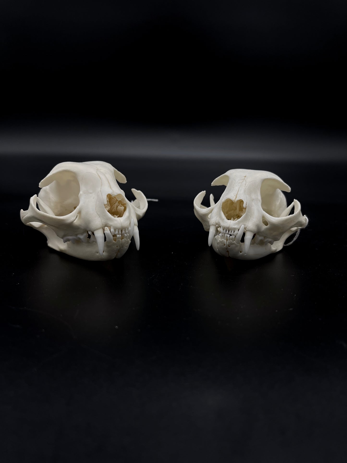 B Grade Feral Cat Skull