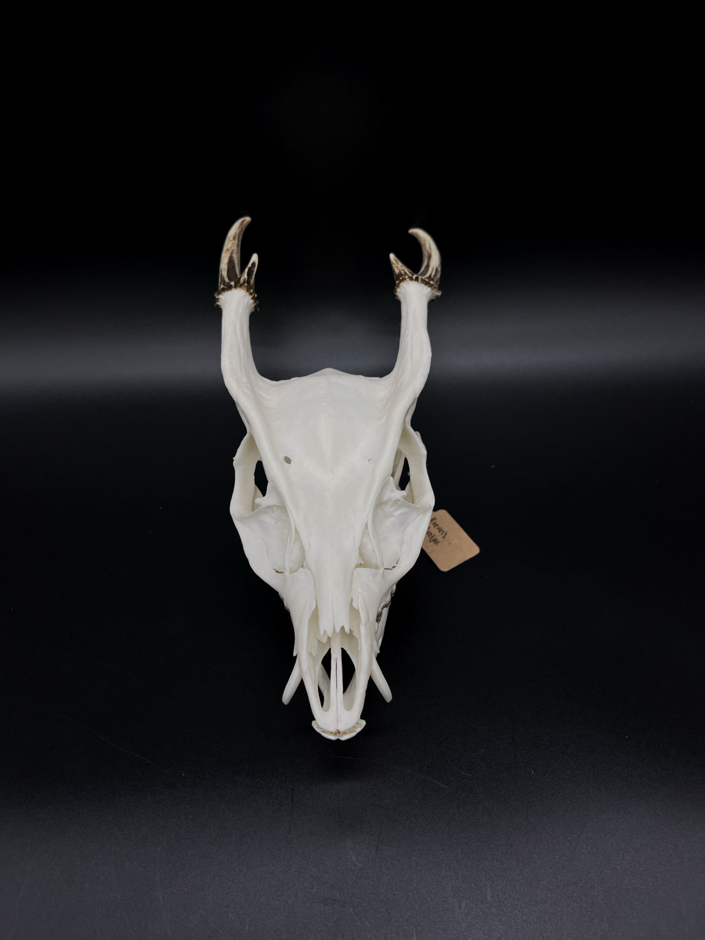 A Grade Reeves’s Muntjac Skull with Mandibles (UK)