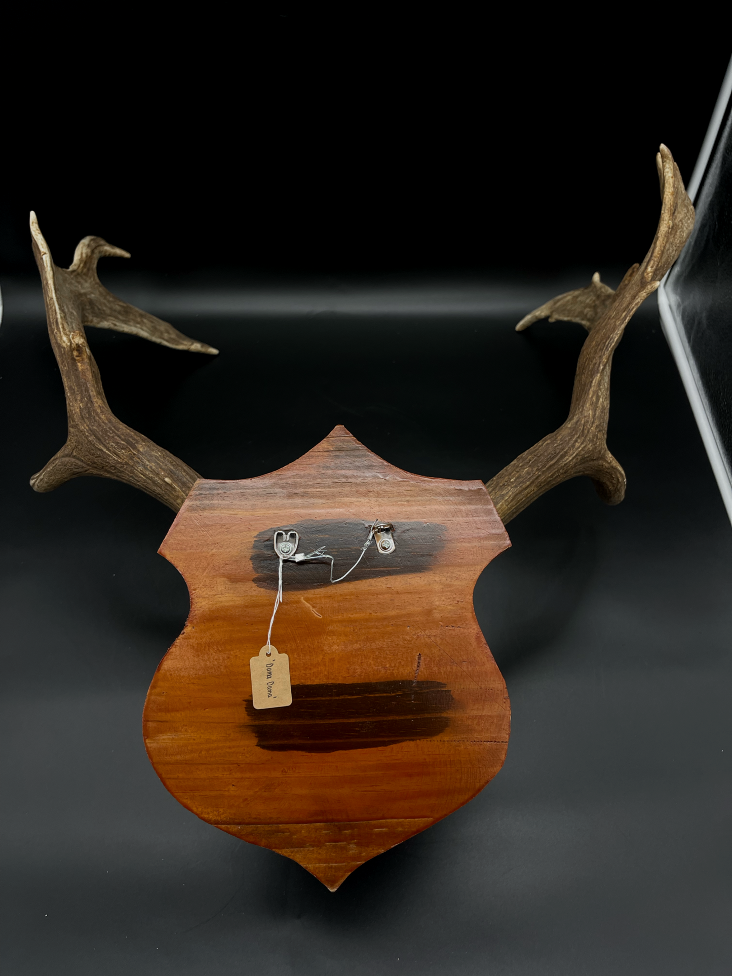 Fallow Buck Skull Cap European Mount