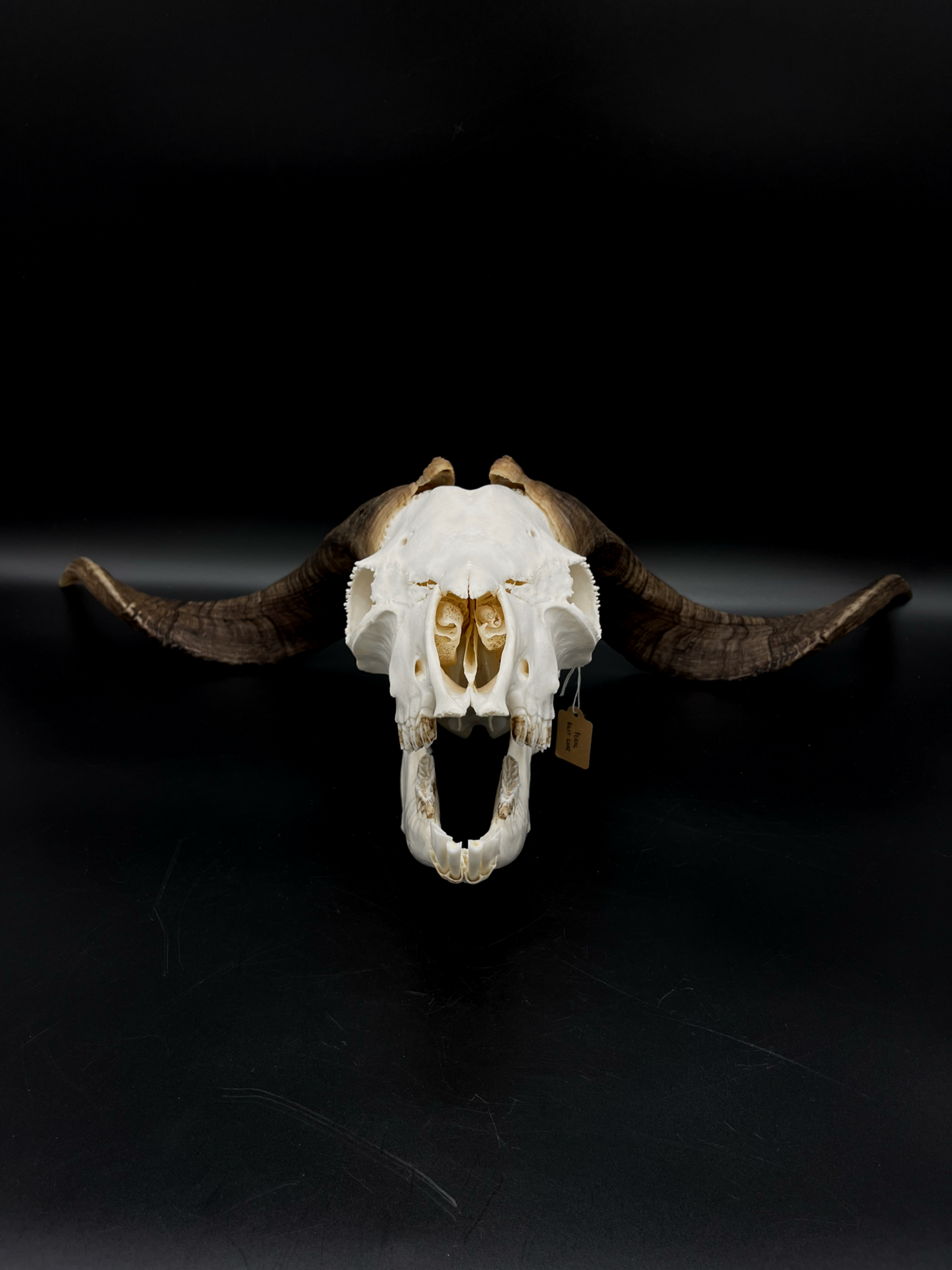A+ Grade Rangeland Billy Skull with Mandibles