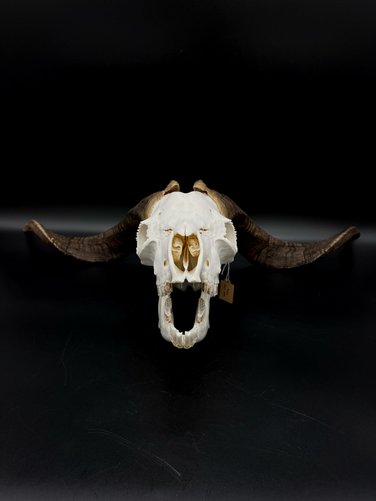 A+ Grade Rangeland Billy Skull with Mandibles