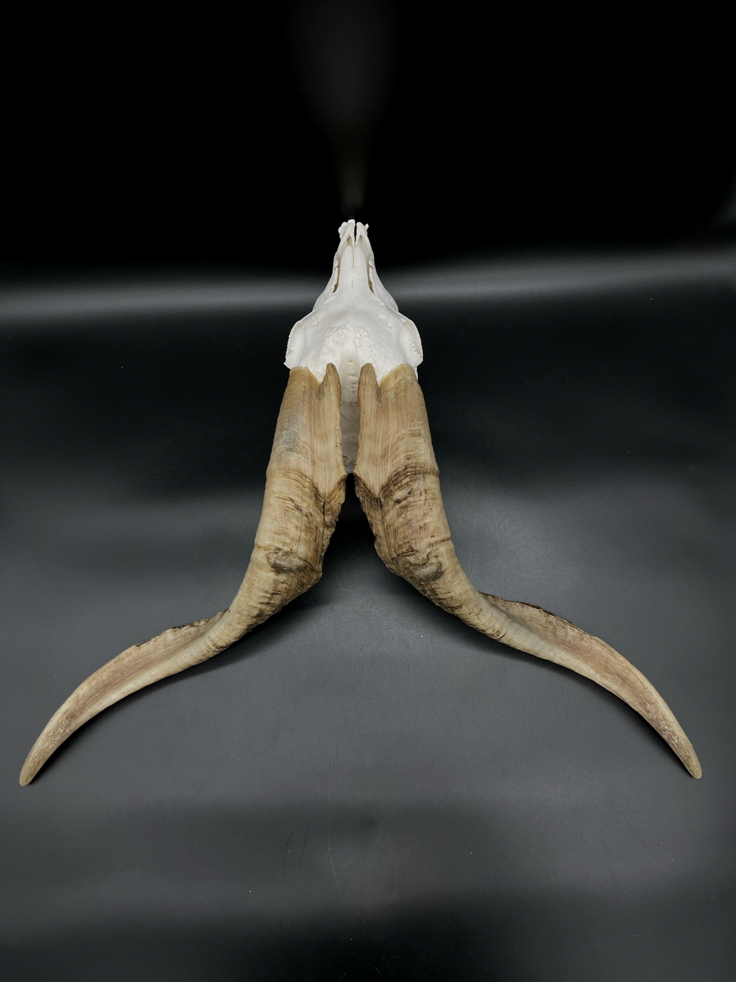 A- Grade Billy Goat Skull with Mandibles