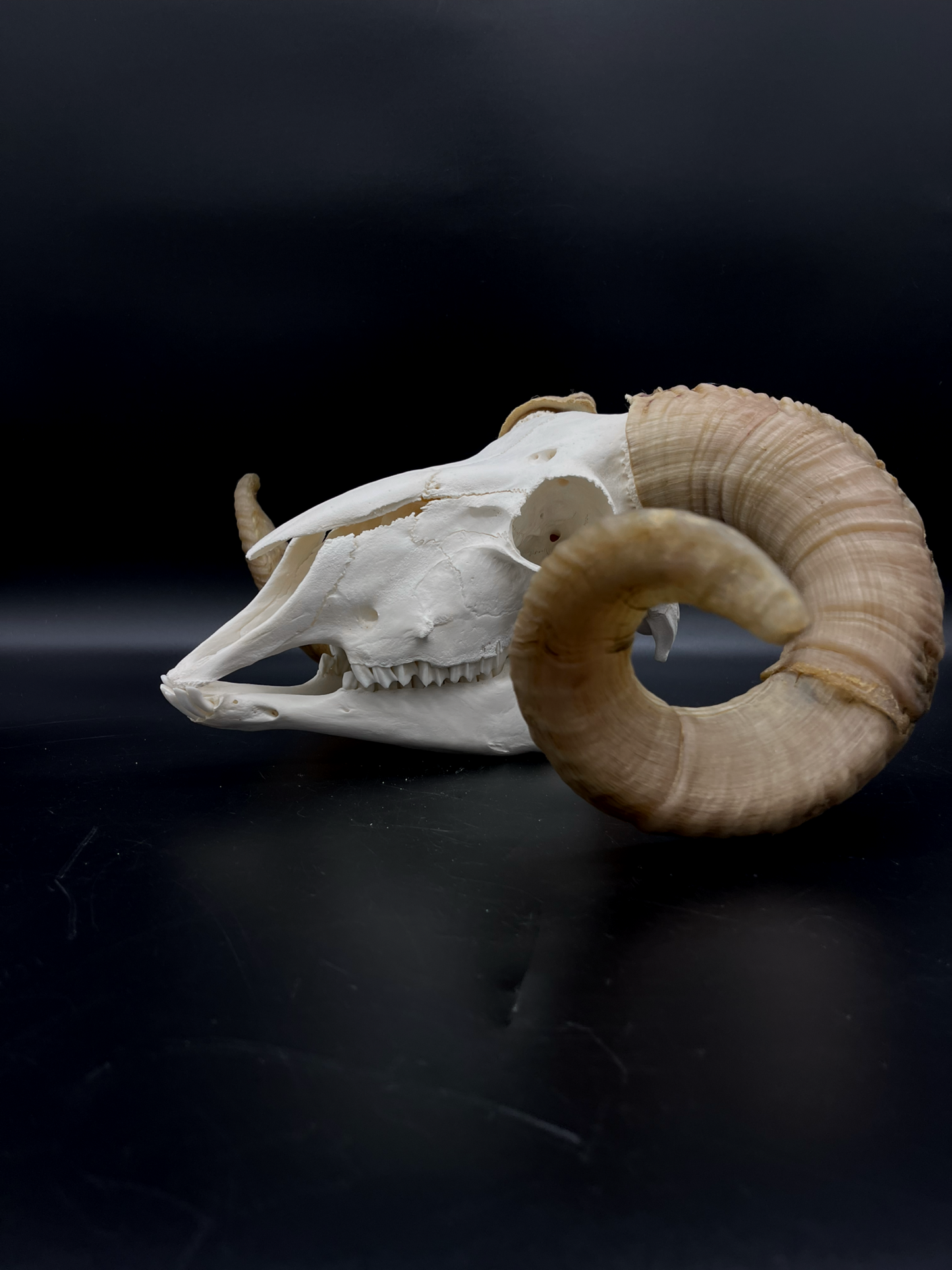 B Grade Merino Ram skull with Mandibles