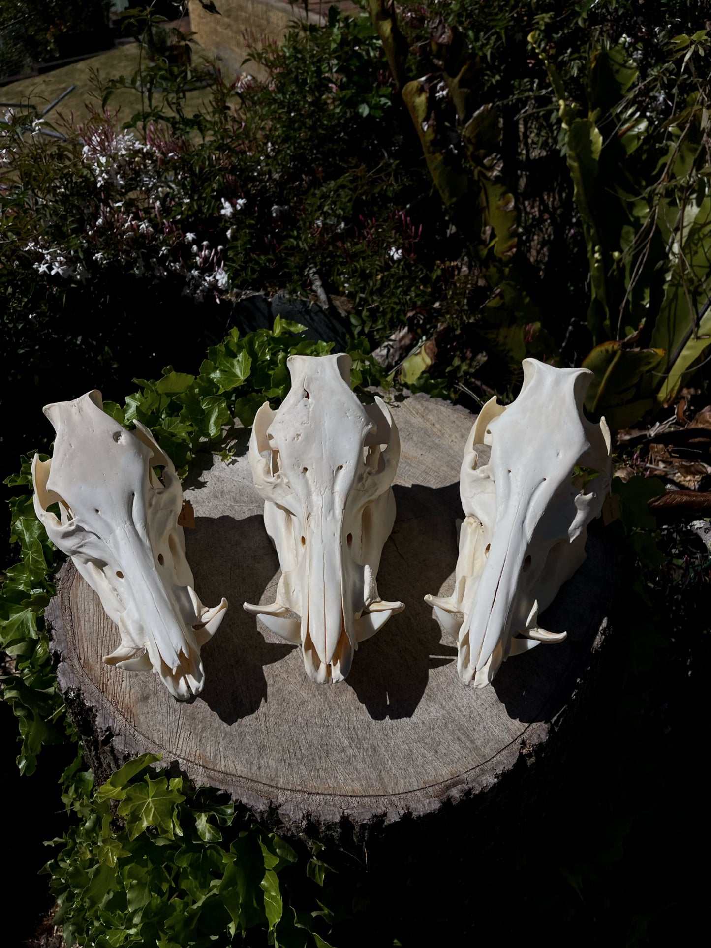 110kg Wild Boar Skull