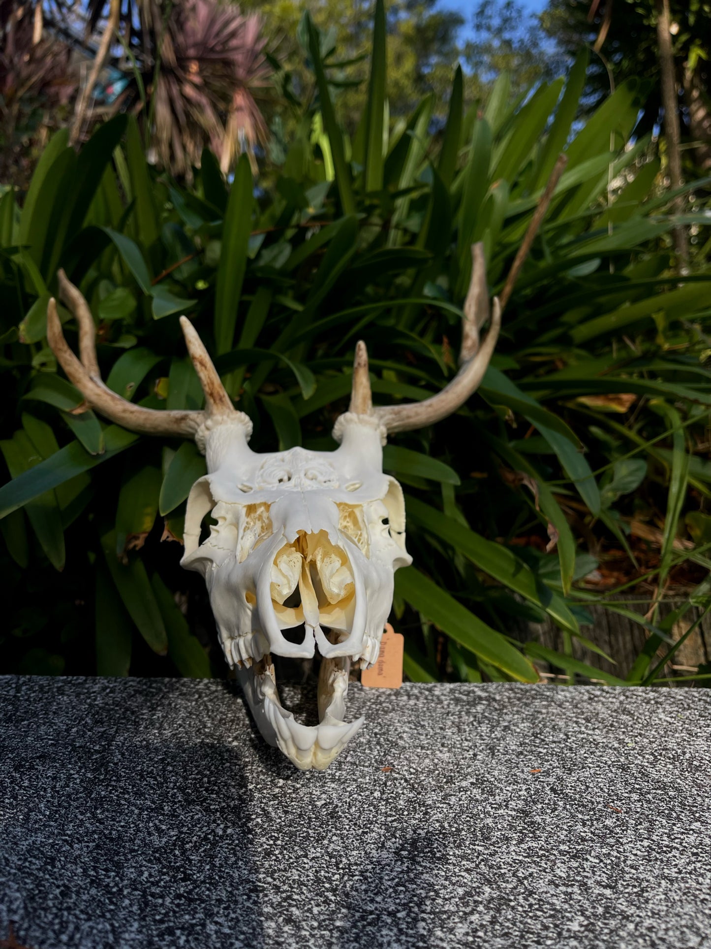 Ornately carved young Fallow Buck