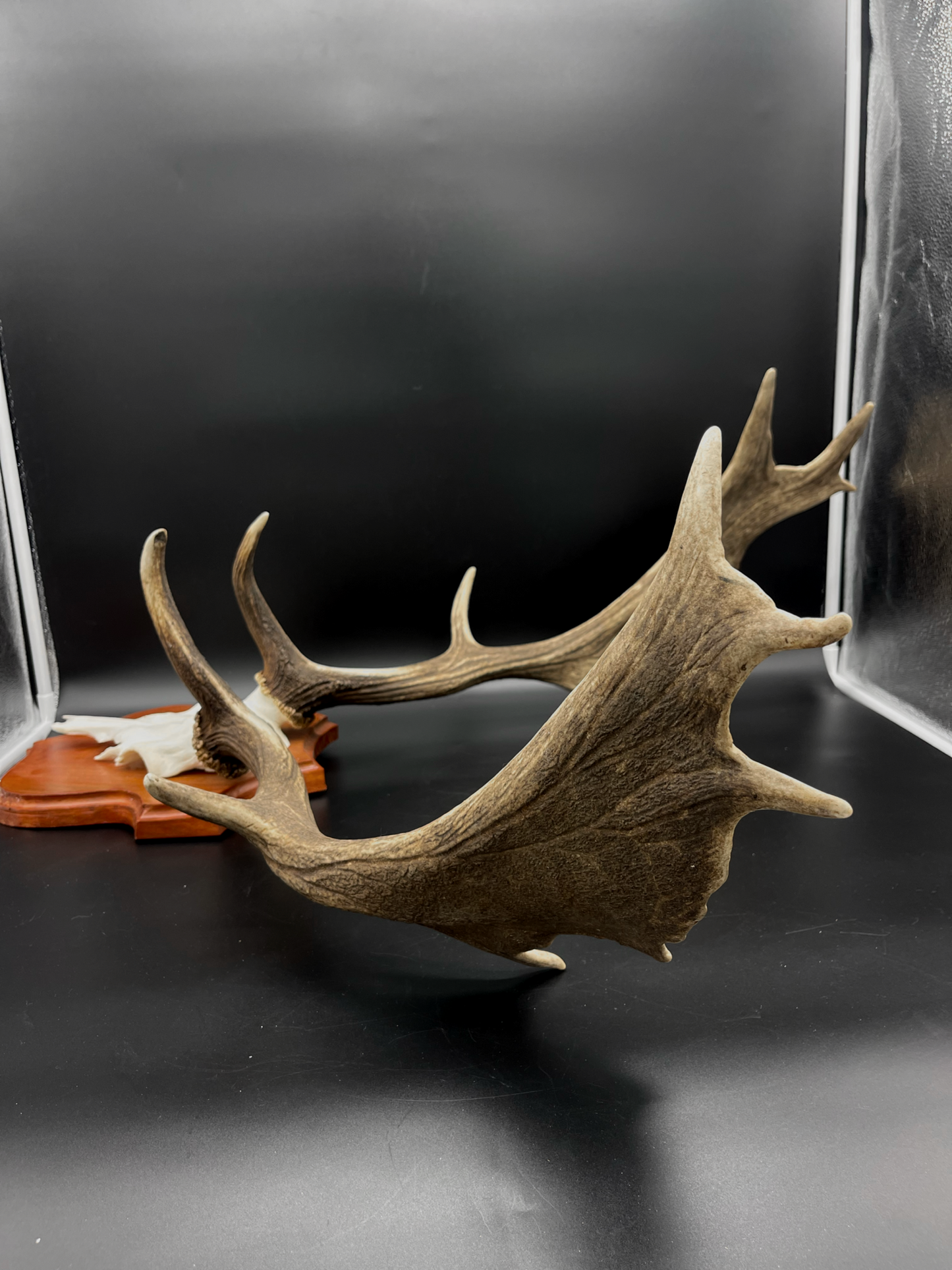 Fallow Buck half-skull cut European Mount