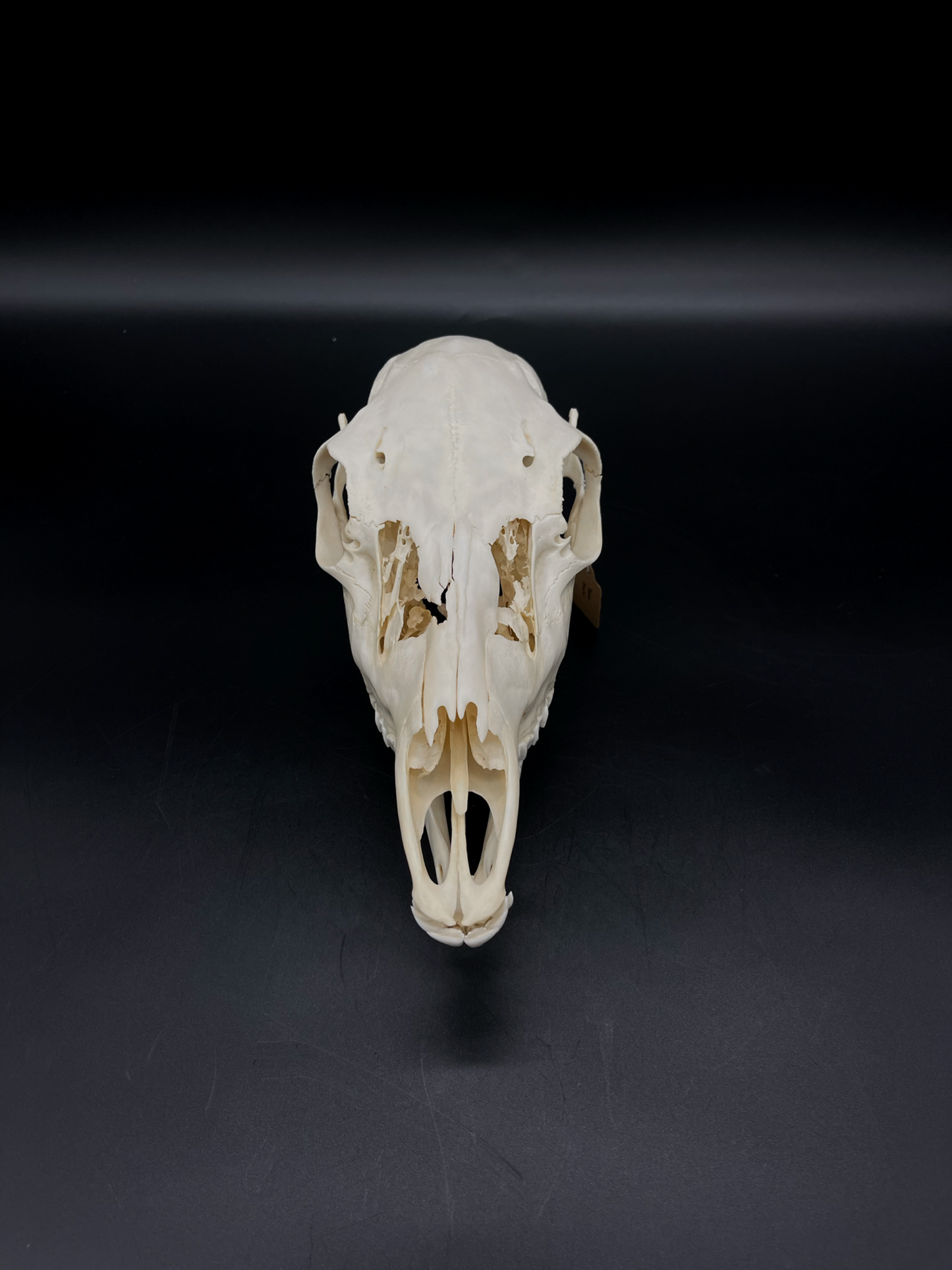 Craft Grade Fallow Doe skull w/ Mandibles