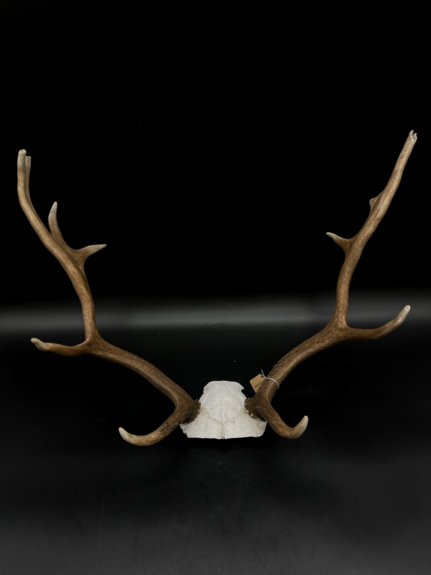 Craft Grade Fallow Buck Skull Cap