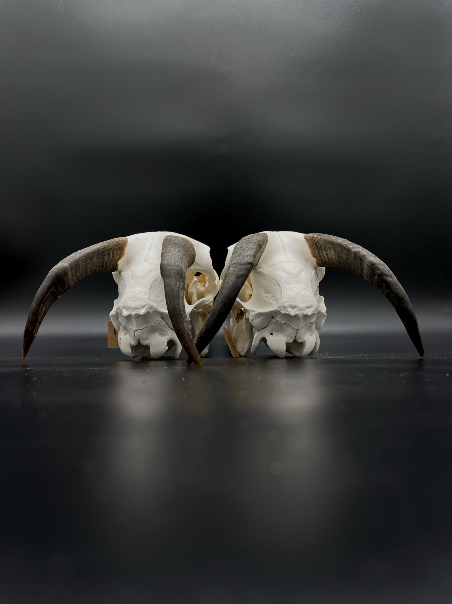 A- Juvenile Boer Goat Skull with Mandibles