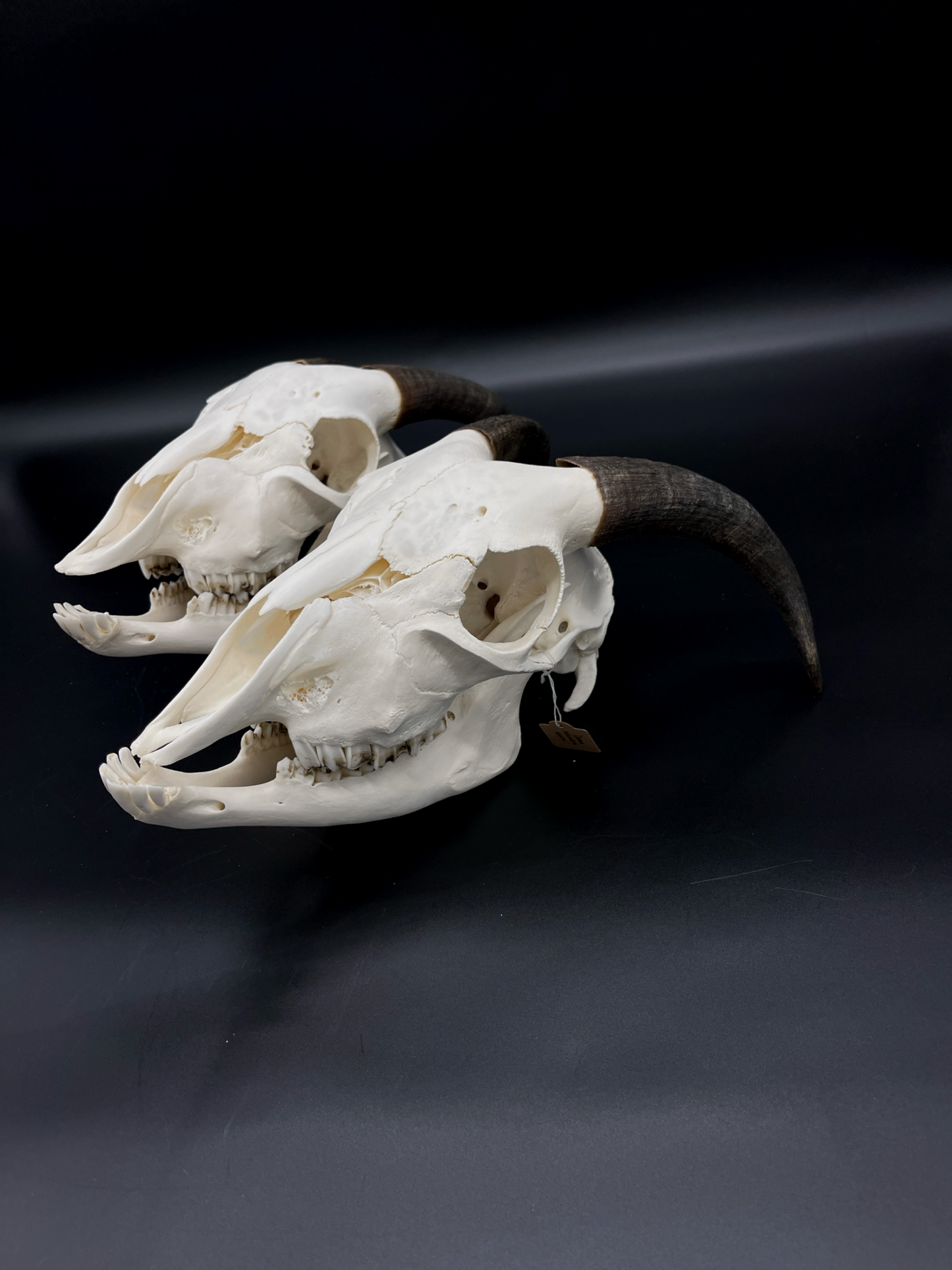 A- Juvenile Boer Goat Skull with Mandibles