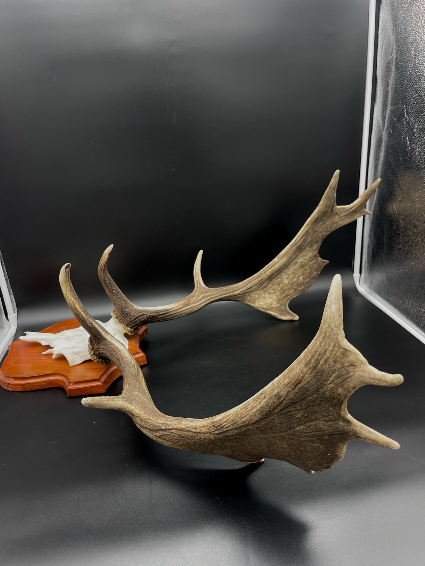 Fallow Buck half-skull cut European Mount