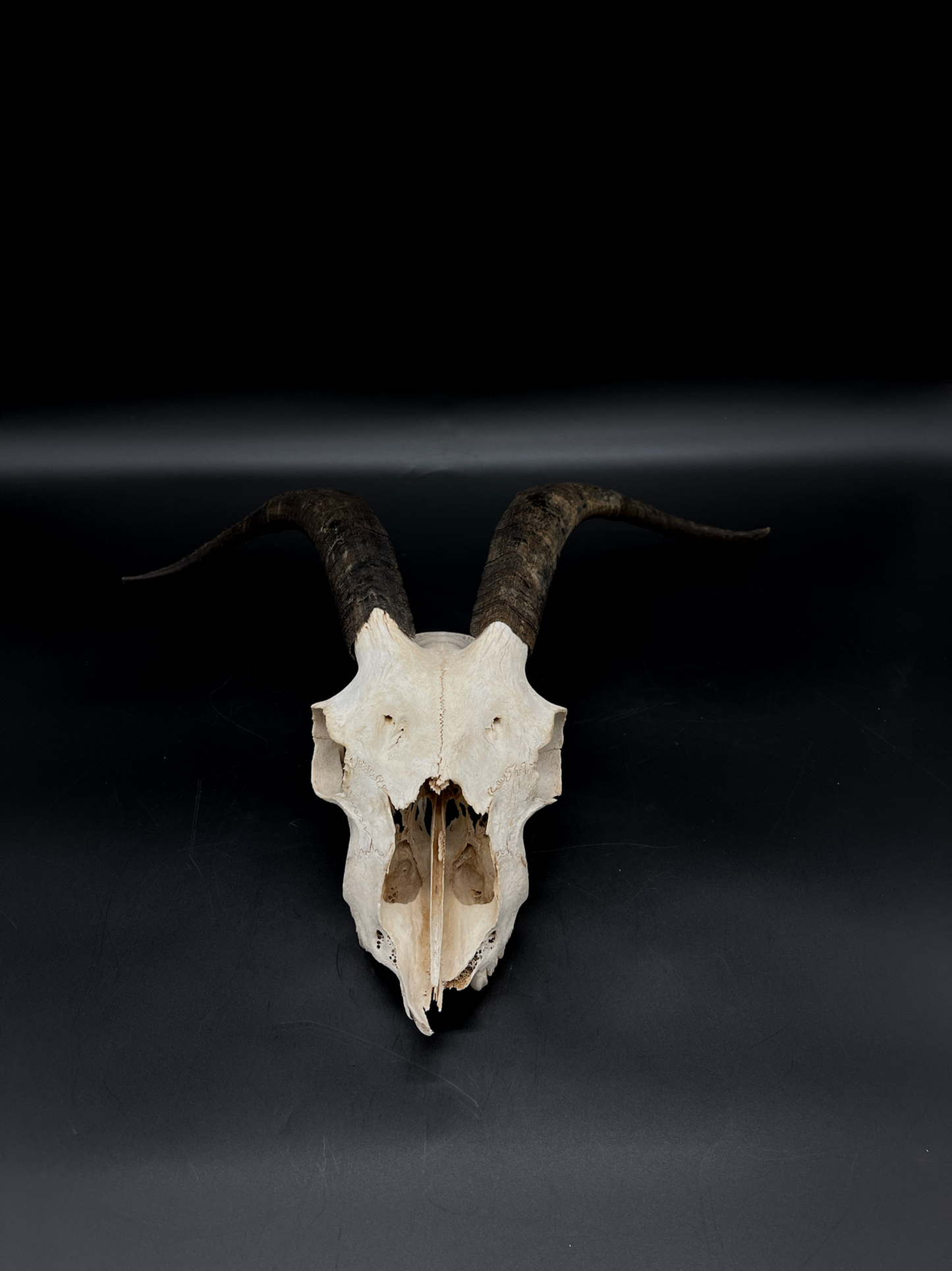Craft Grade Nanny Goat Skull