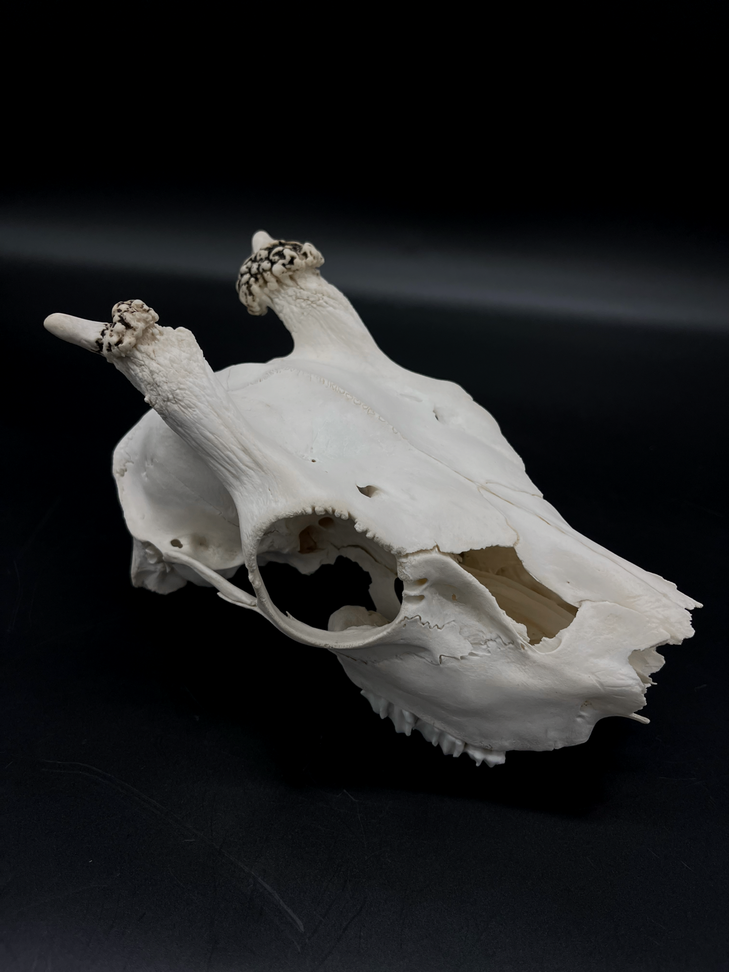 Craft Grade Fallow Spiker Skull