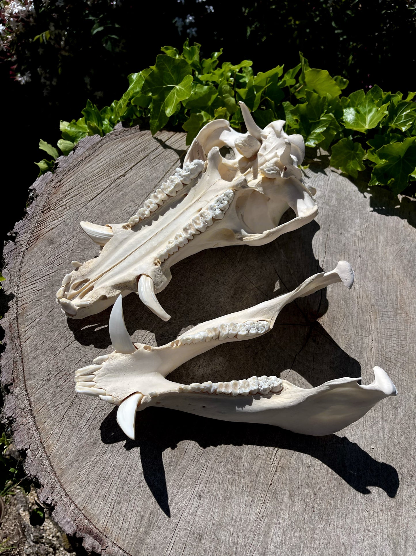 110kg Wild Boar Skull