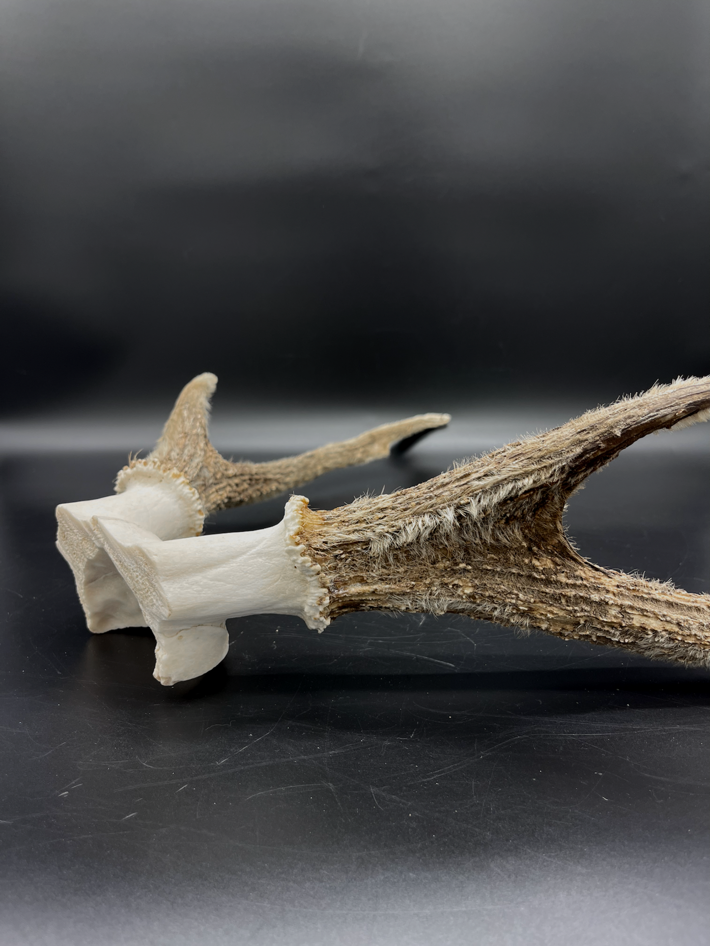 Sambar Antlers in Hard Velvet