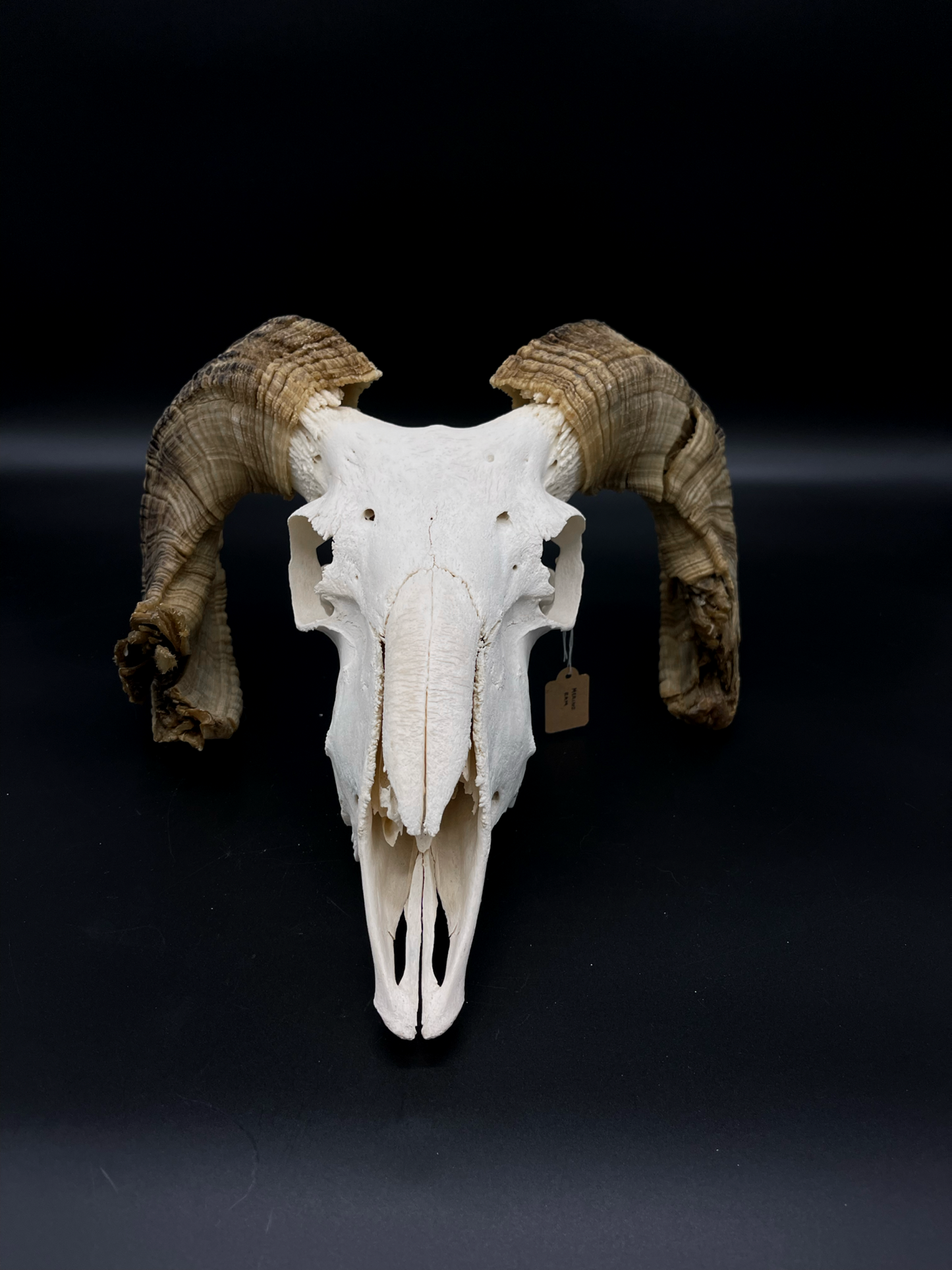 Craft Grade Merino Ram Skull
