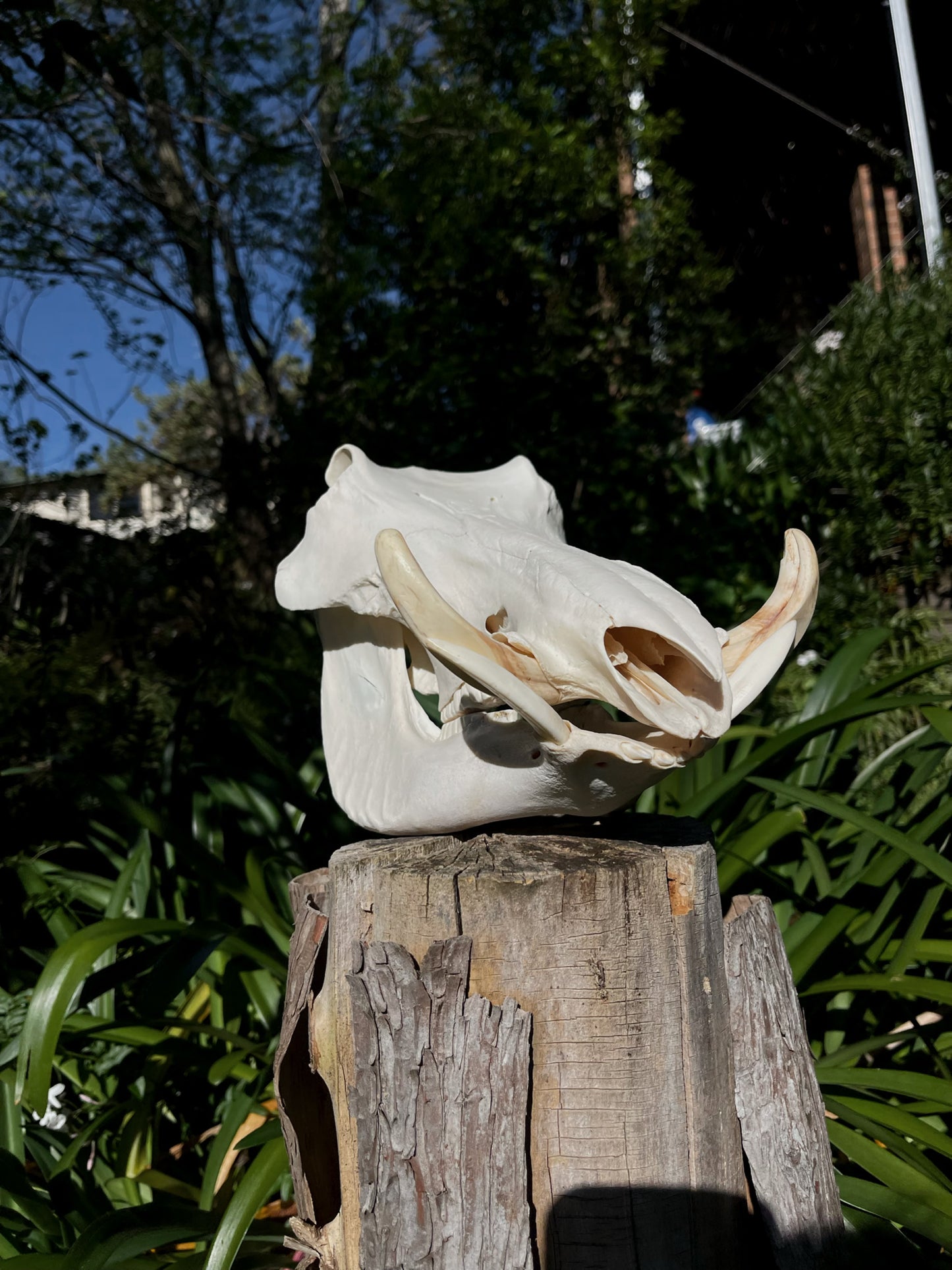 Warthog Skull (AFRICA)
