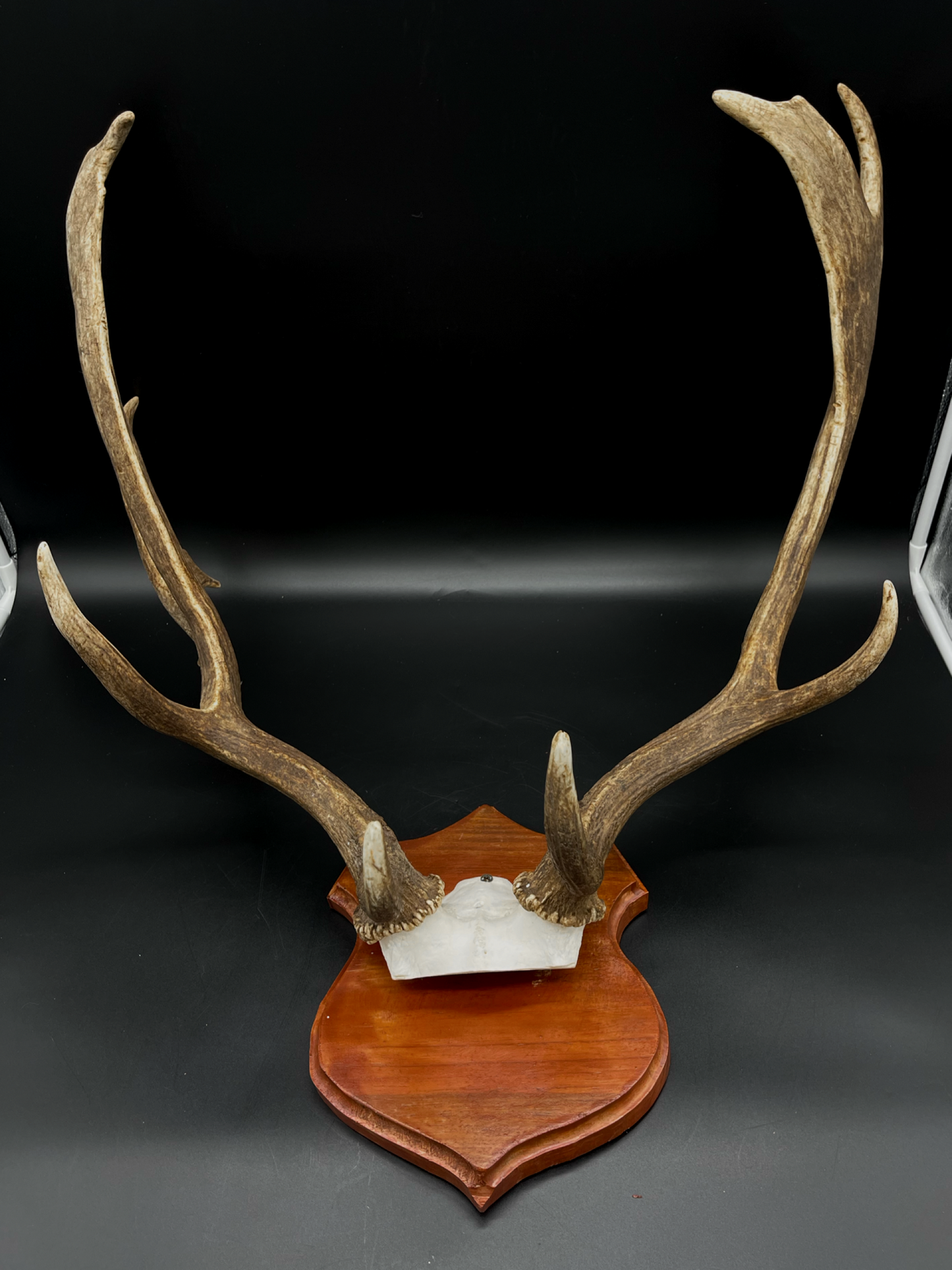 Fallow Buck Skull Cap European Mount