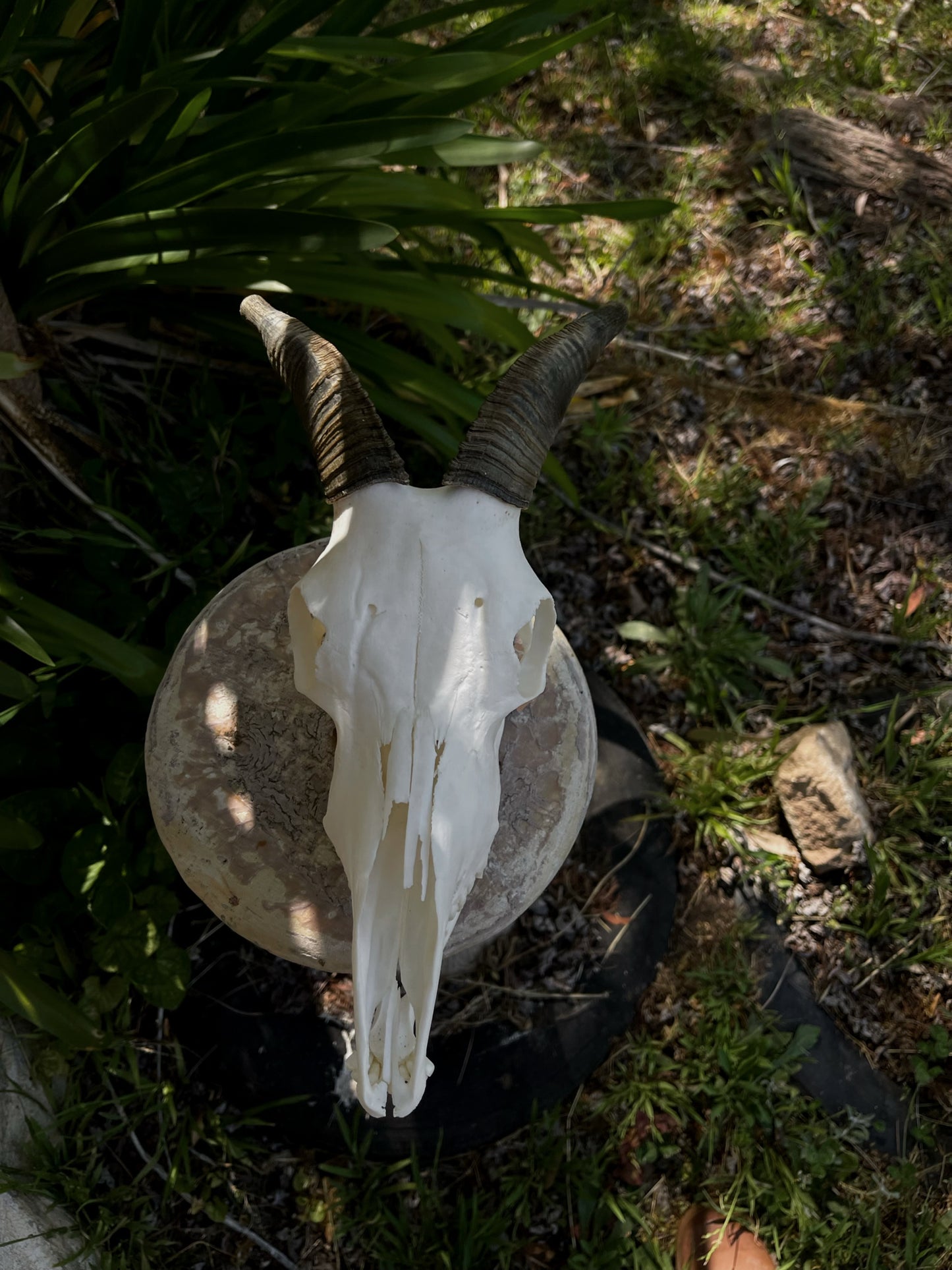 Pathological Himalayan Tahr Nanny (NZ)