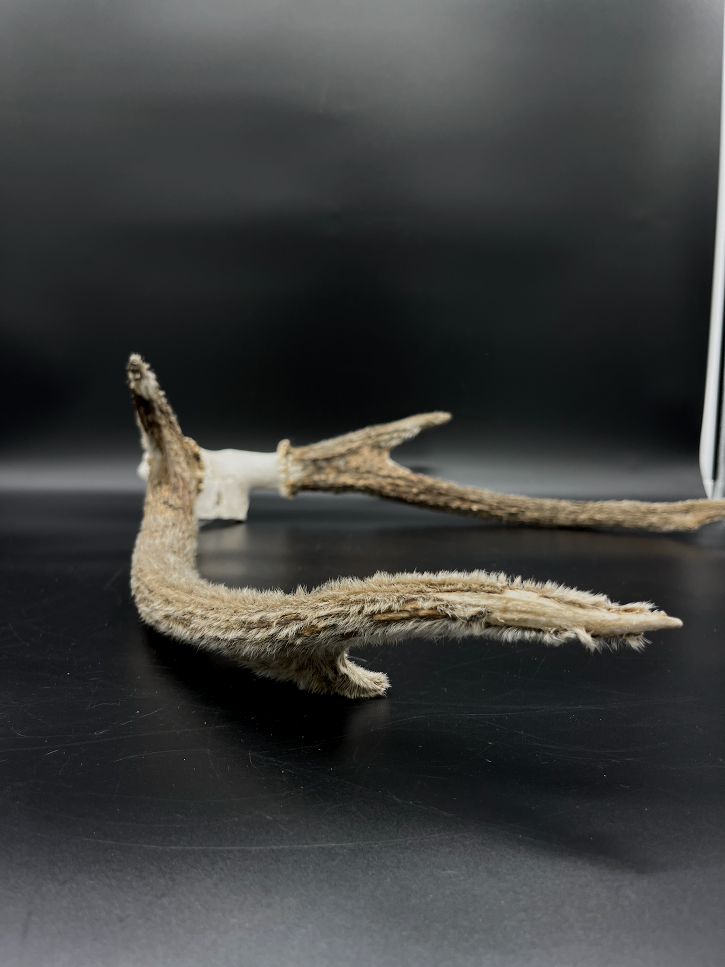 Sambar Antlers in Hard Velvet