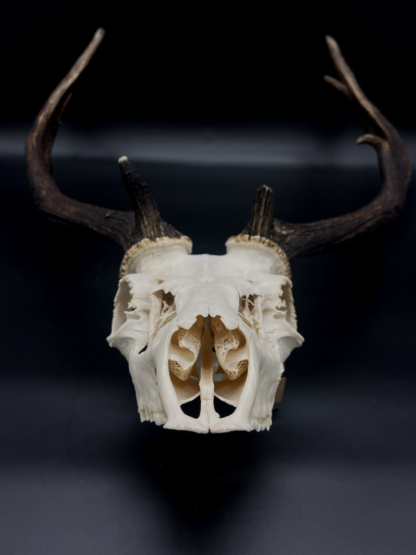 A- Grade Geriatric Fallow Buck Skull