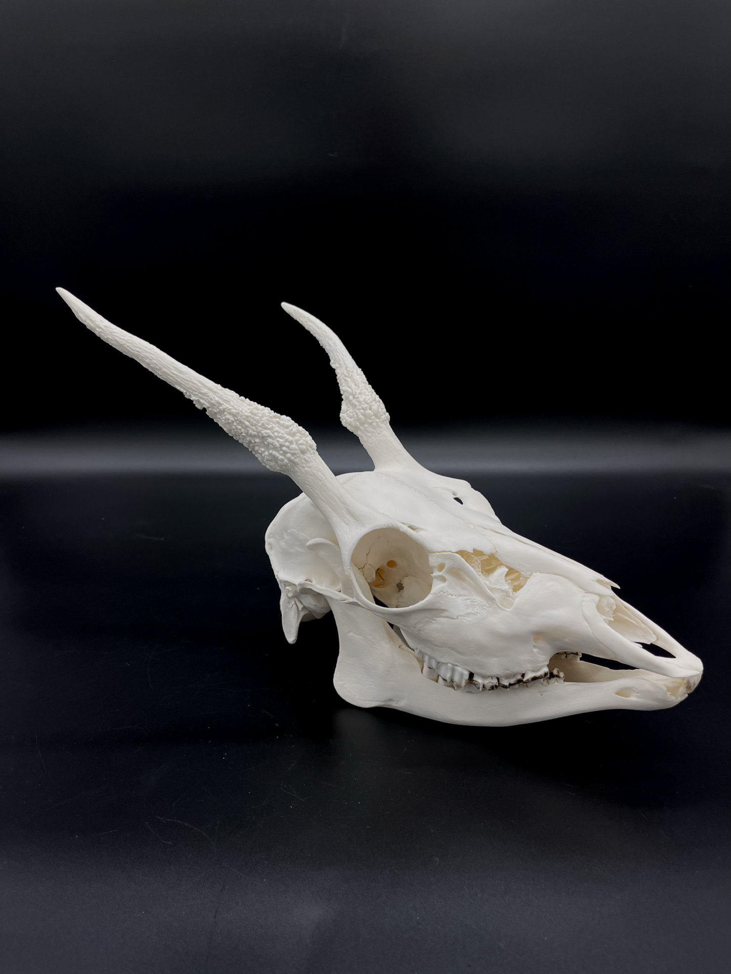 A+ Grade Fallow Spiker Skull With Mandibles