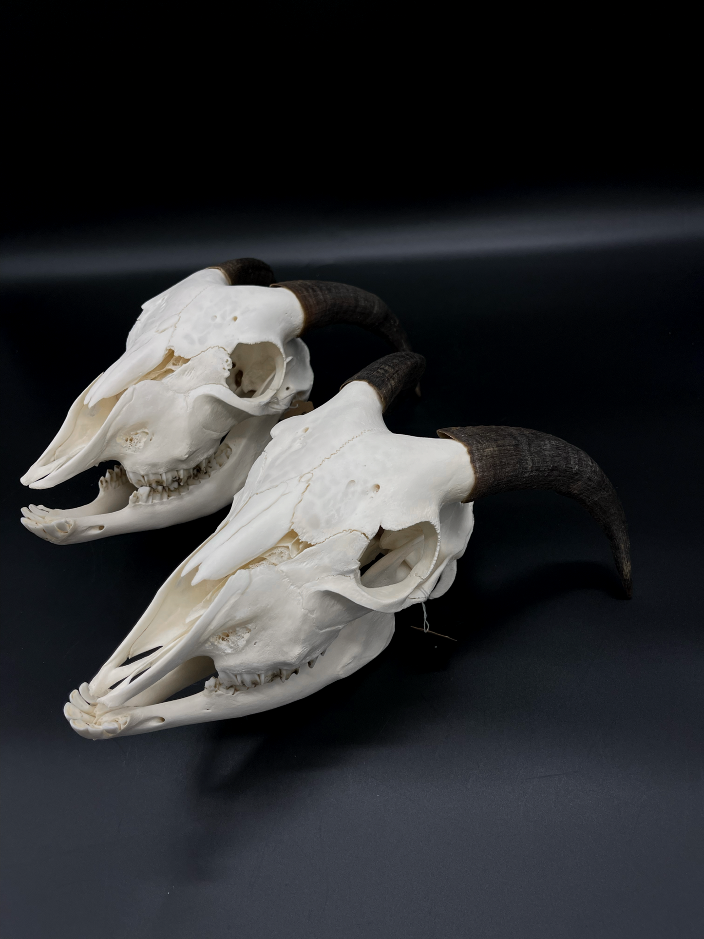 A- Juvenile Boer Goat Skull with Mandibles