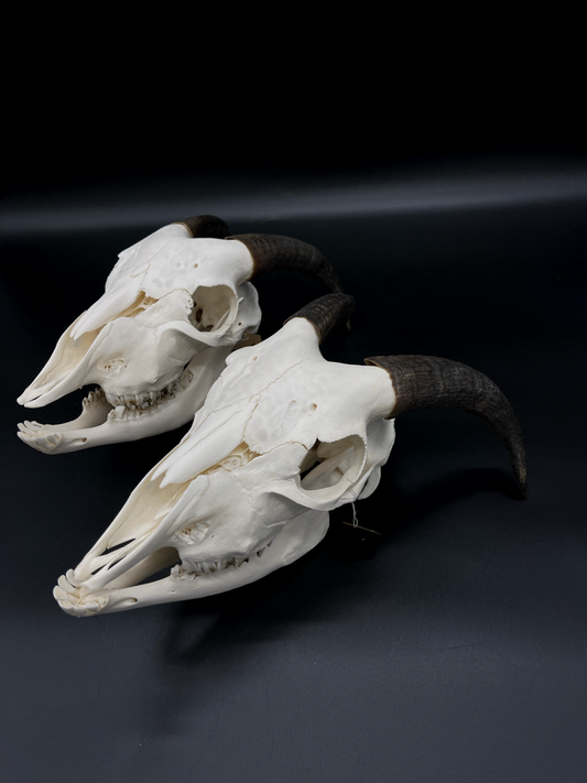 A- Juvenile Boer Goat Skull with Mandibles