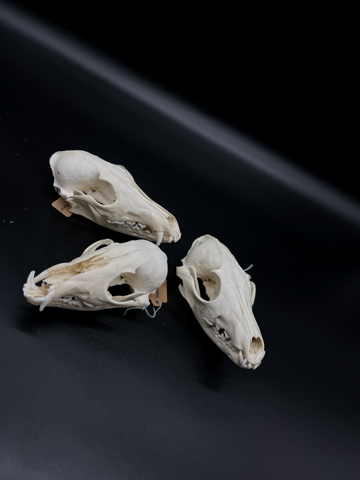 Craft Grade Red Fox Skull