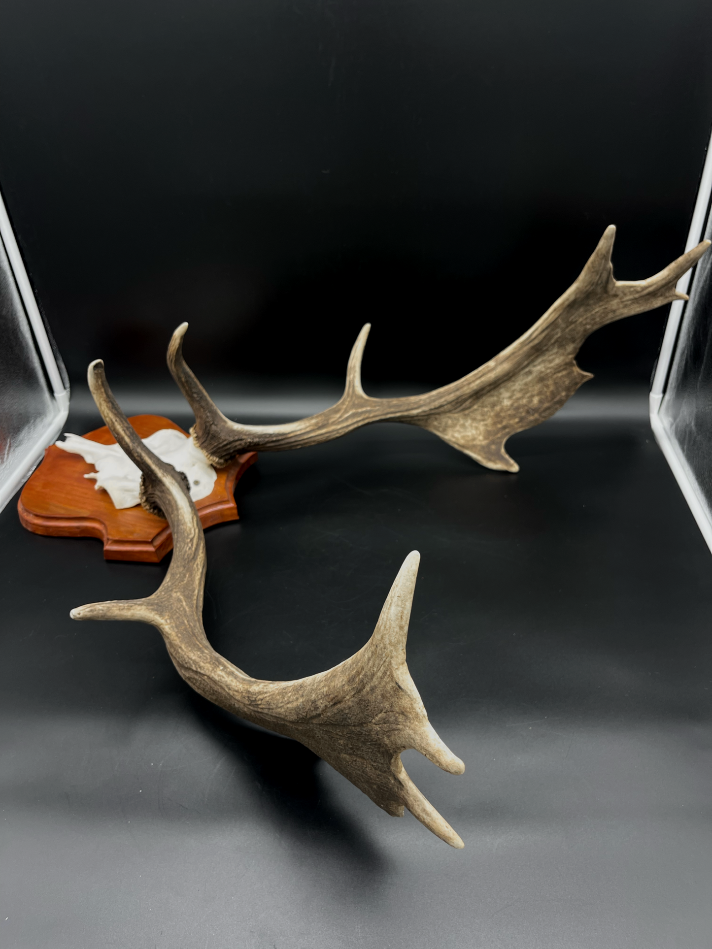 Fallow Buck half-skull cut European Mount
