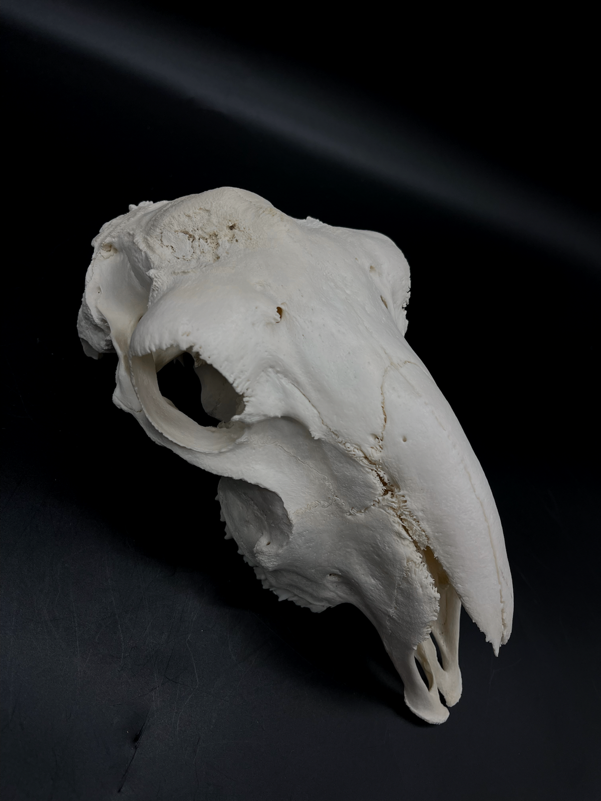 A- Grade Pathological Border Leicester Stud Ram Skull with Cranium blunt force trauma + a slight Wry Nose