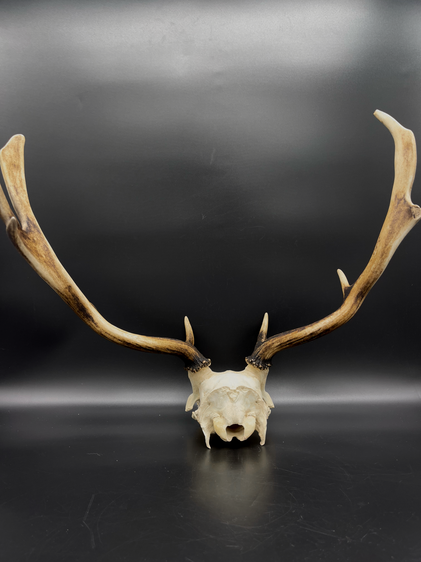 B Grade Fallow Buck Skull Cap