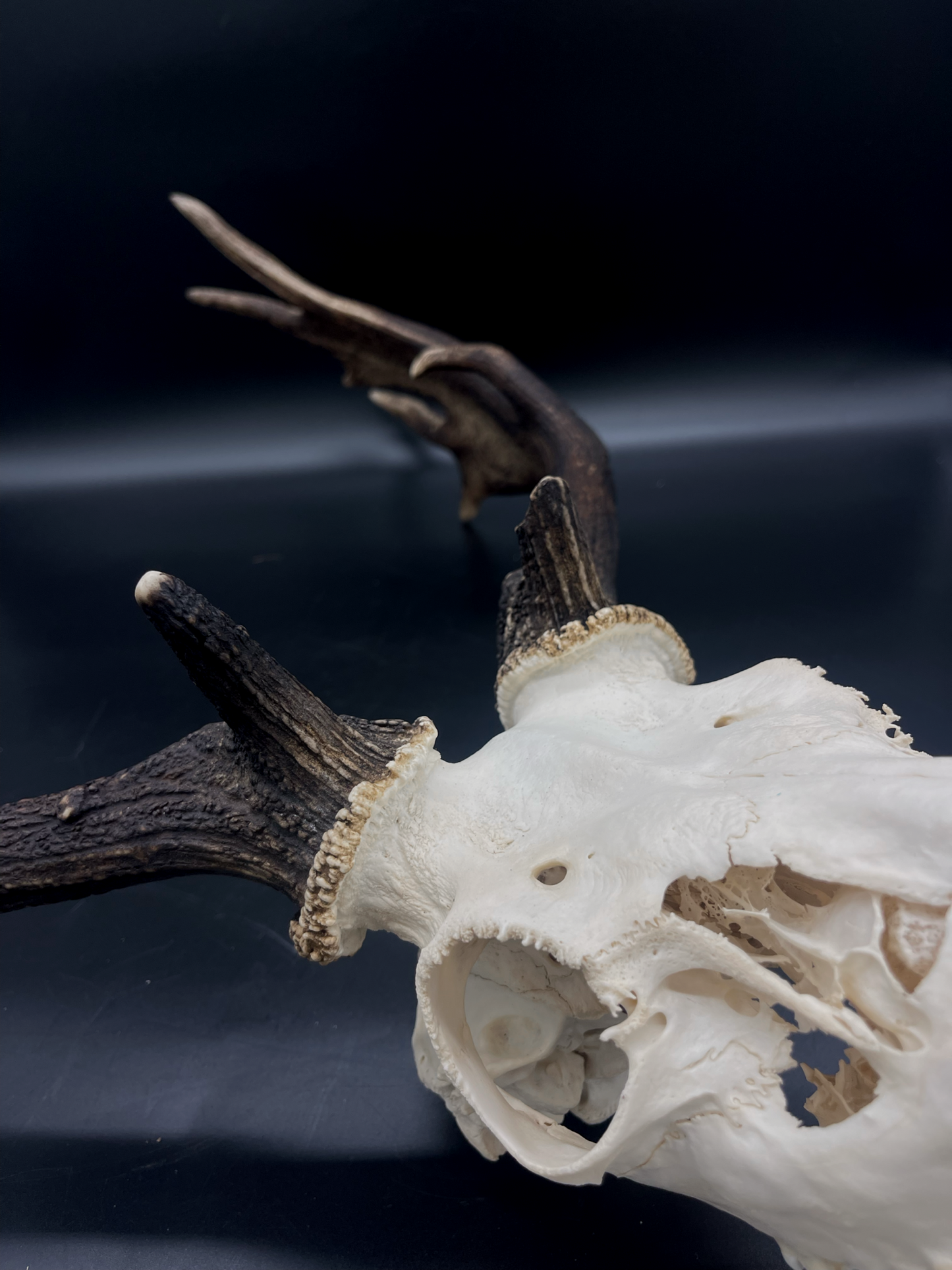 A- Grade Geriatric Fallow Buck Skull