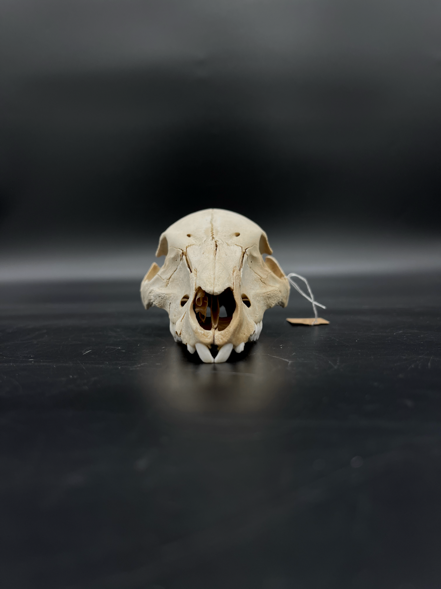 Craft Grade Feral Piglet Skull with Natural Patina